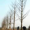 河北银杏树实生树/利洋场地银杏苗木基地