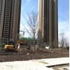 安徽银杏树基地/利洋场地银杏苗木基地