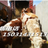 肉牛销售价格-王成牲畜市场
