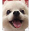 奉贤正规狗场|勒窝犬业_一手现货