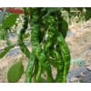 特色西瓜厂家直销-东屯瓜菜种植专业合作社