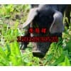 元氏县黑猪多少钱-润亚养殖