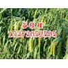 廊坊谷子种子-嘉丰种业