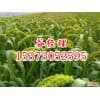 承德谷子种子批发-嘉丰种业