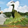 植物造型绿雕-宿迁沭阳尚风尚水景观