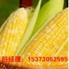 沧州玉米种子批发-嘉丰种业