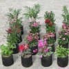 哪有卖无纺布毛毡植物种植袋的|润聚祥无纺布