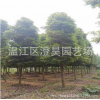 成都高杆小叶桢楠基地直销/澄昊园艺场