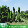 成都温江植物造型编织/澄昊园艺场