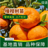 椪柑树苗种植基地-四川佳语生态农业